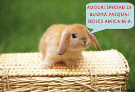 Auguri coniglio