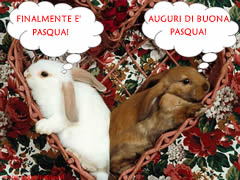 Auguri di Buona Pasqua:Conigli