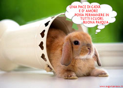 Auguri di buona Pasqua:coniglio