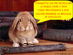 Buona Pasqua:coniglio tenero