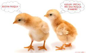 Auguri di Pasqua:pulcini